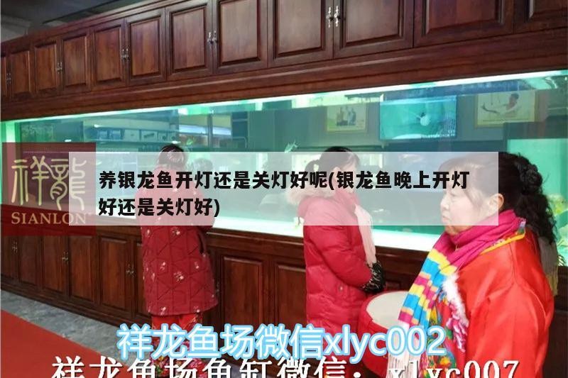 養銀龍魚開燈還是關燈好呢(銀龍魚晚上開燈好還是關燈好)