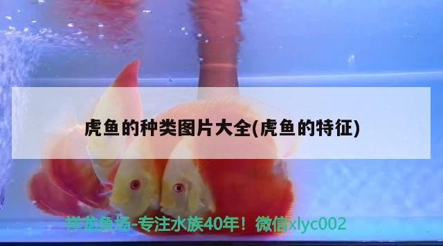 虎魚的種類圖片大全(虎魚的特征)