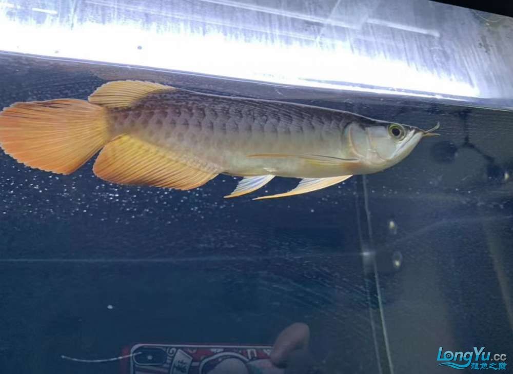 因為死一條魚我淚奔了。