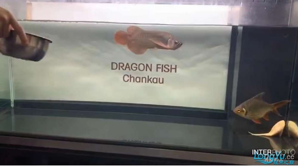 因為死一條魚我淚奔了。