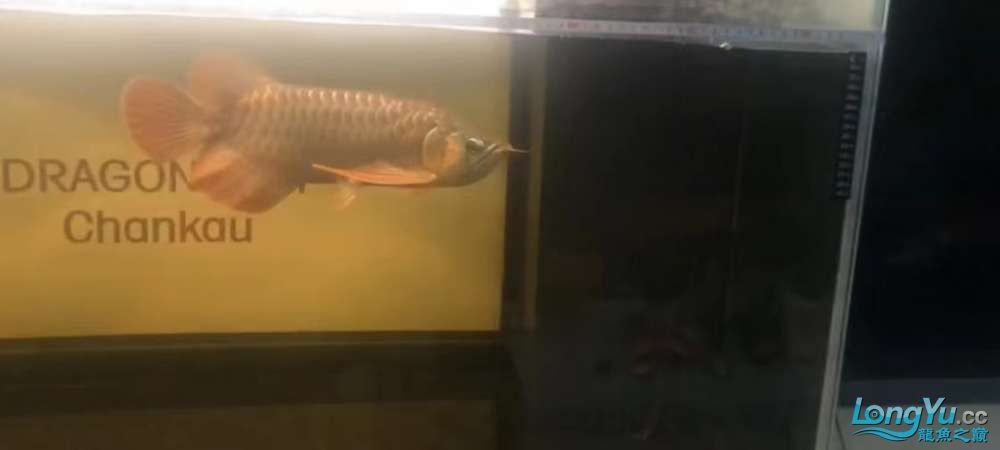 因為死一條魚我淚奔了。