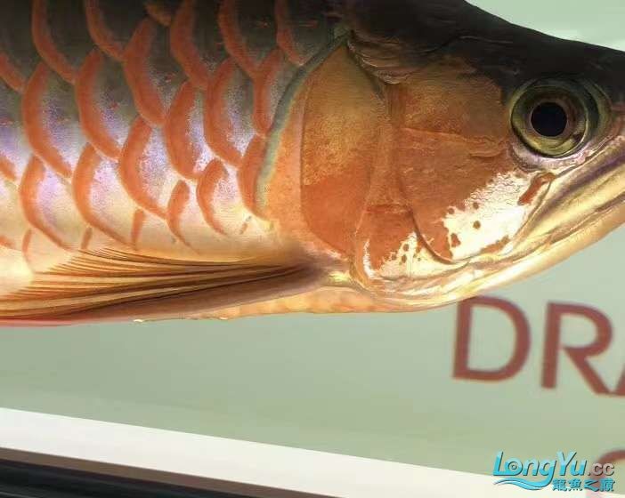 因為死一條魚我淚奔了。