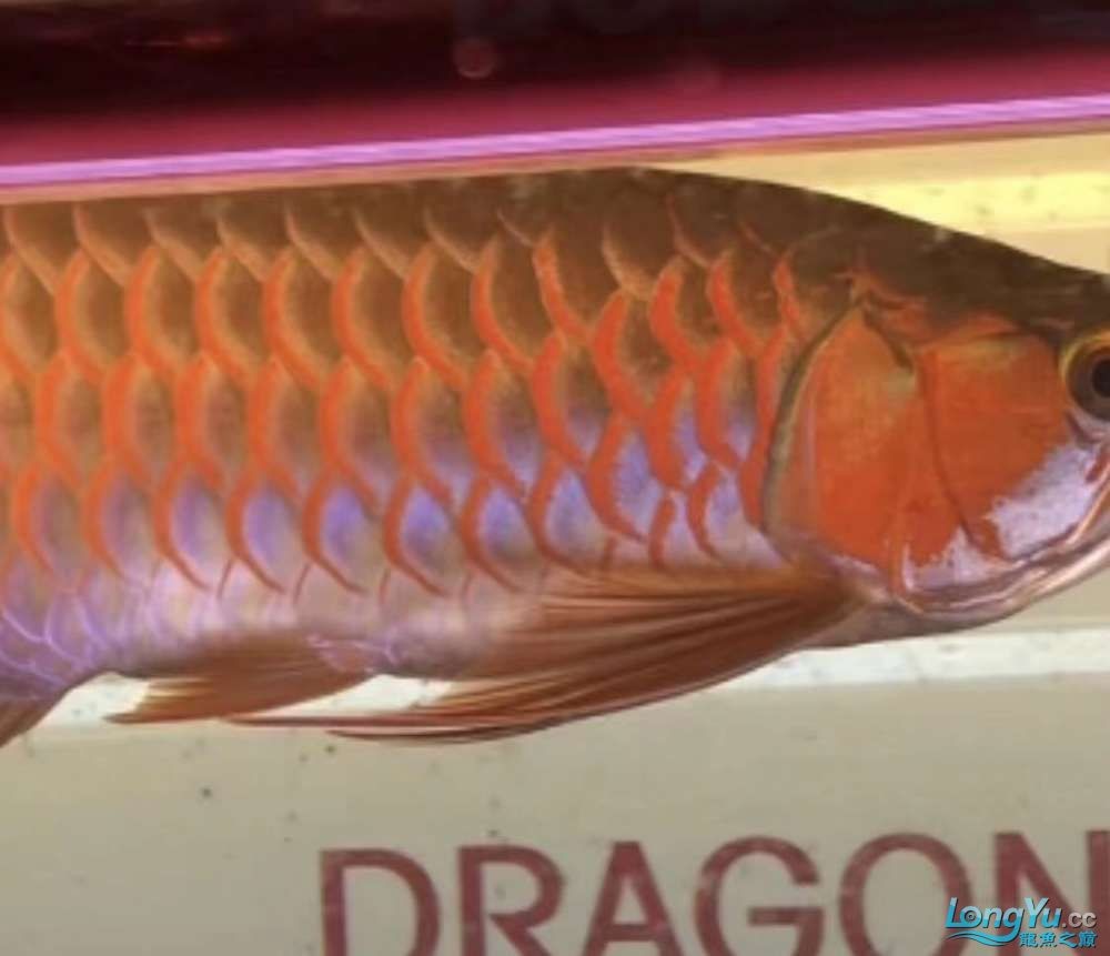 因為死一條魚我淚奔了。