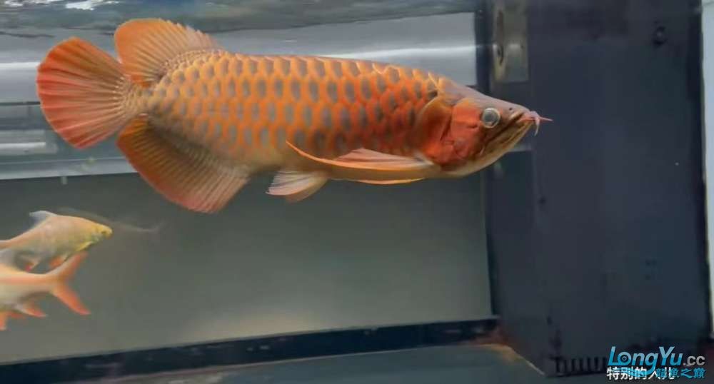因為死一條魚我淚奔了。