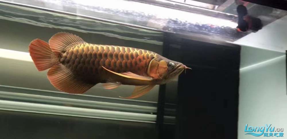 因為死一條魚我淚奔了。