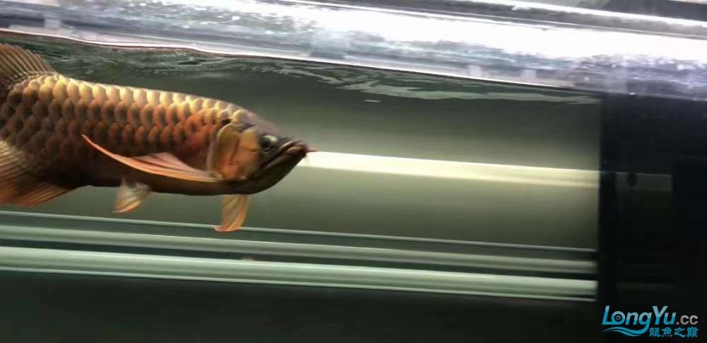 因為死一條魚我淚奔了。