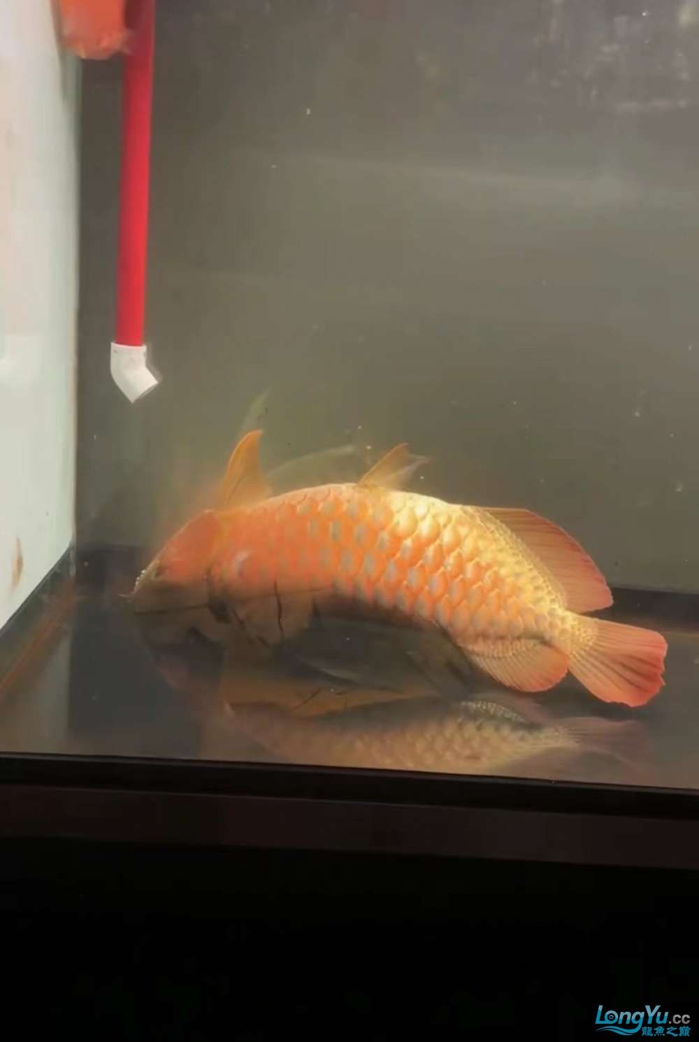 因為死一條魚我淚奔了。
