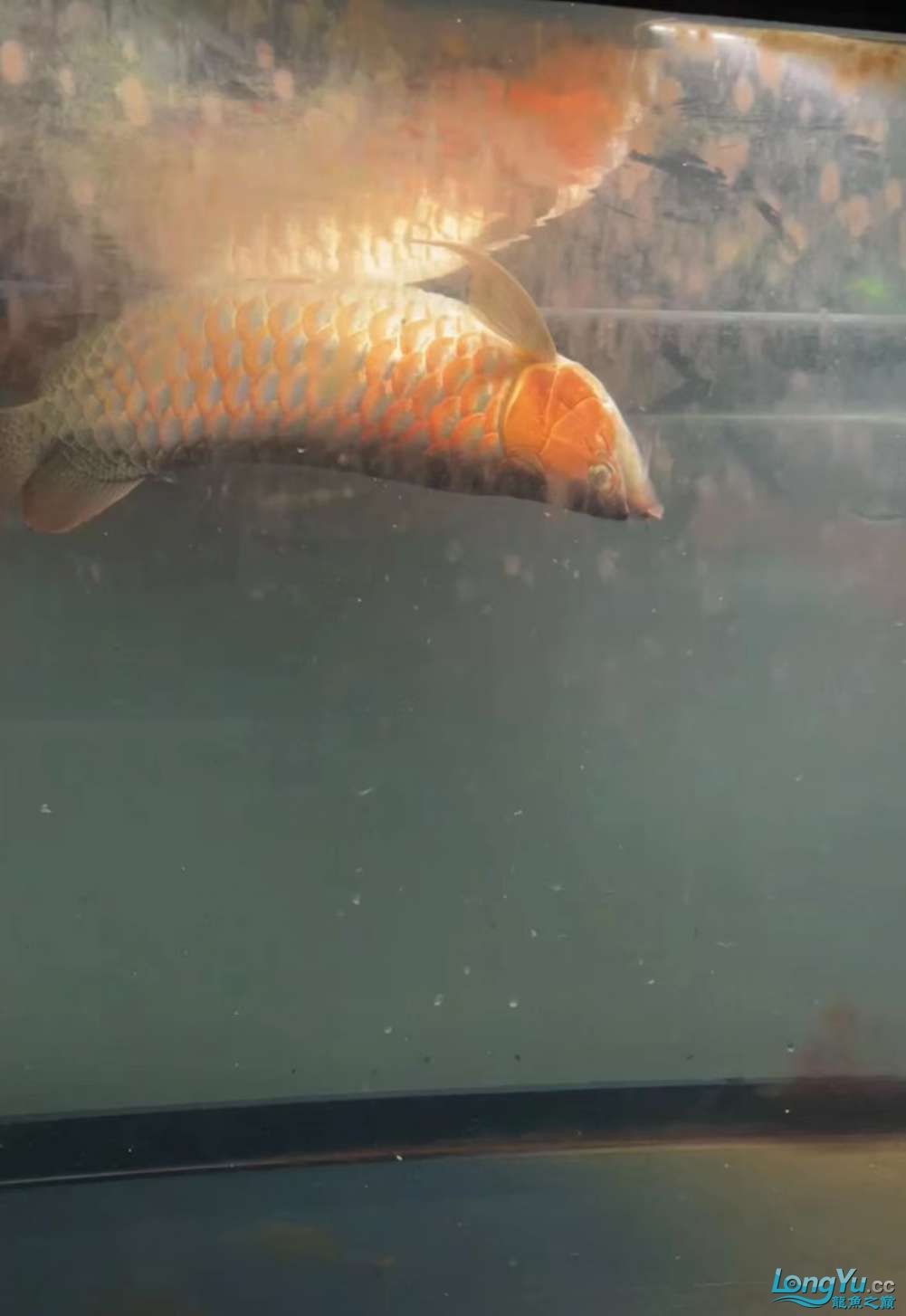因為死一條魚我淚奔了。