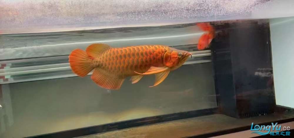 因為死一條魚我淚奔了。