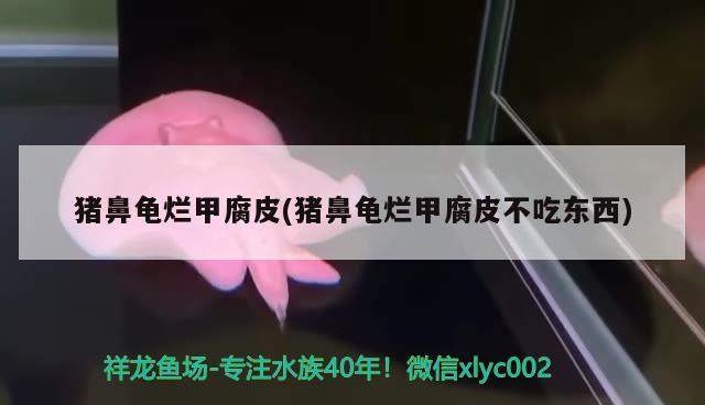 豬鼻龜爛甲腐皮(豬鼻龜爛甲腐皮不吃東西)