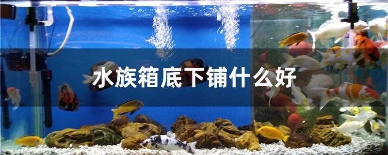 銀龍魚跟啥魚混養好呢(銀龍魚適合和什么魚混養)