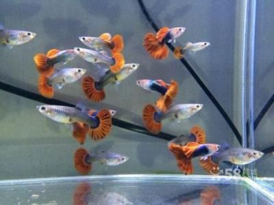 白魚缸養什么魚好看：適合在白色魚缸中飼養的幾種魚類