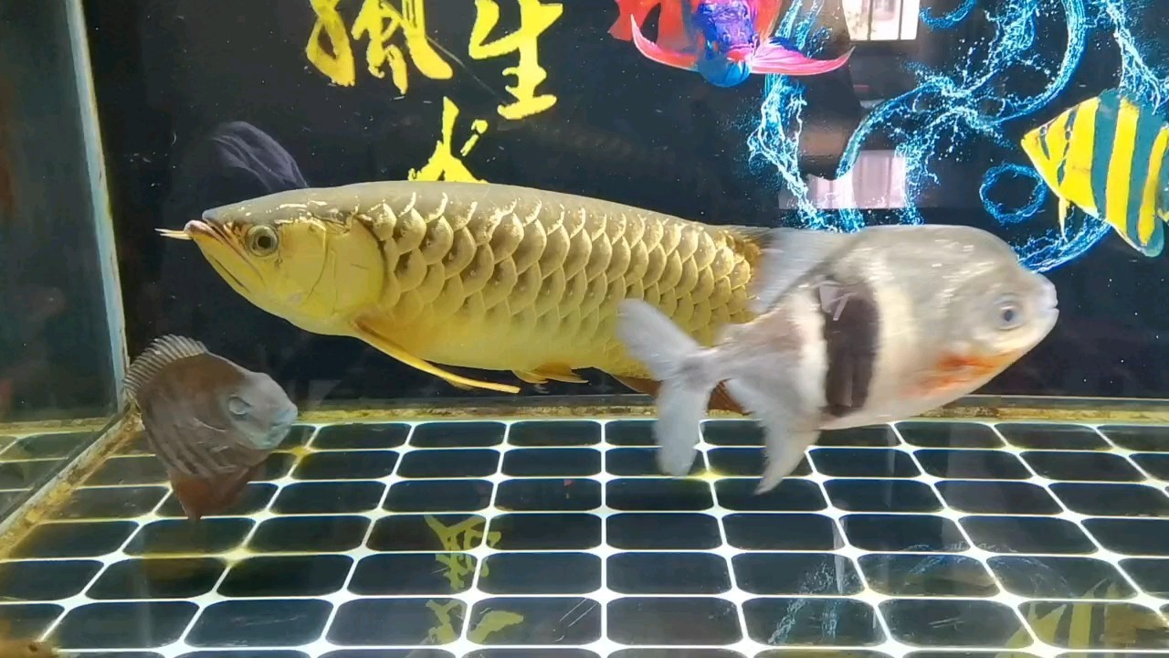 這魚(yú)是怎么回事？好像游不起來(lái)！