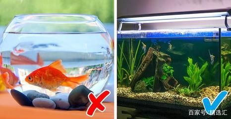 大型魚缸養(yǎng)魚需要用氧氣泡嗎：養(yǎng)魚是否需要氧氣泡取決于多種因素