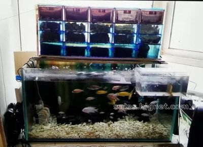大型魚缸養(yǎng)魚需要用氧氣泡嗎：養(yǎng)魚是否需要氧氣泡取決于多種因素