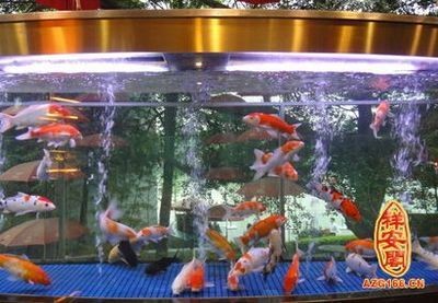 大型魚缸養(yǎng)魚需要用氧氣泡嗎：養(yǎng)魚是否需要氧氣泡取決于多種因素