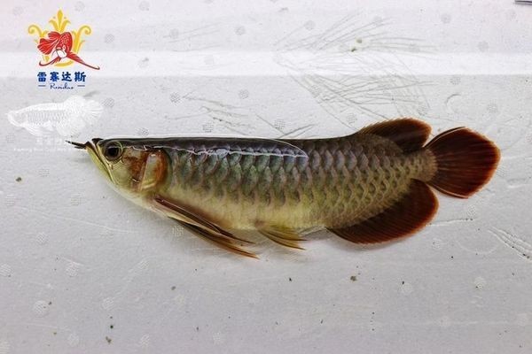 武漢紅龍魚拍賣價格表：武漢紅龍魚拍賣價格表摘要：1.5米長紅龍魚拍出30萬元高價