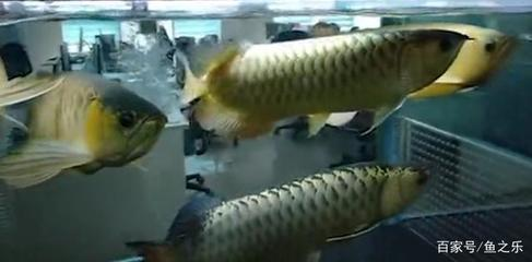 森森水族專賣店（森森水族實體店在哪里）