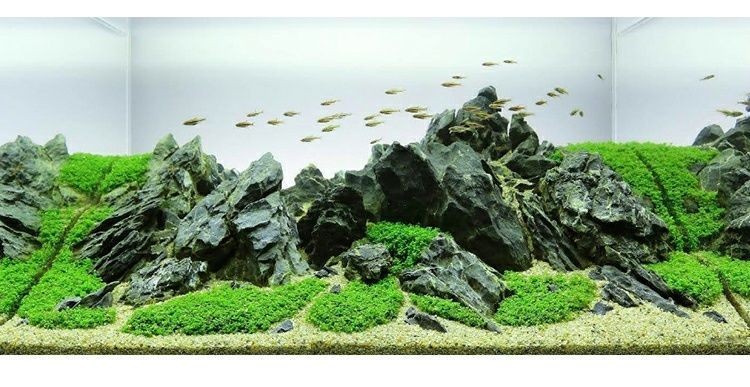1.2米魚缸造景青龍石：1.2米魚缸造景青龍石在1.2米魚缸造景中發揮著重要作用