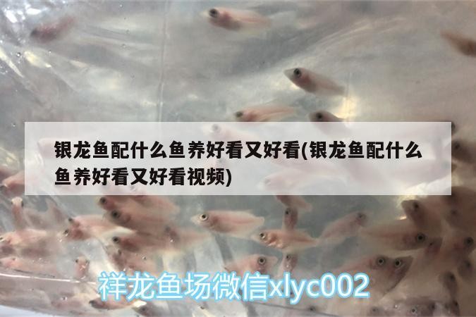 銀龍魚配什么魚養好看又好看(銀龍魚配什么魚養好看又好看視頻) 銀龍魚配什么魚養好看又好看(銀龍魚配什么魚養好看又好看視頻) 銀龍魚百科