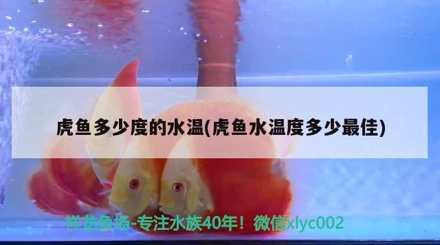 虎魚多少度的水溫(虎魚水溫度多少最佳)