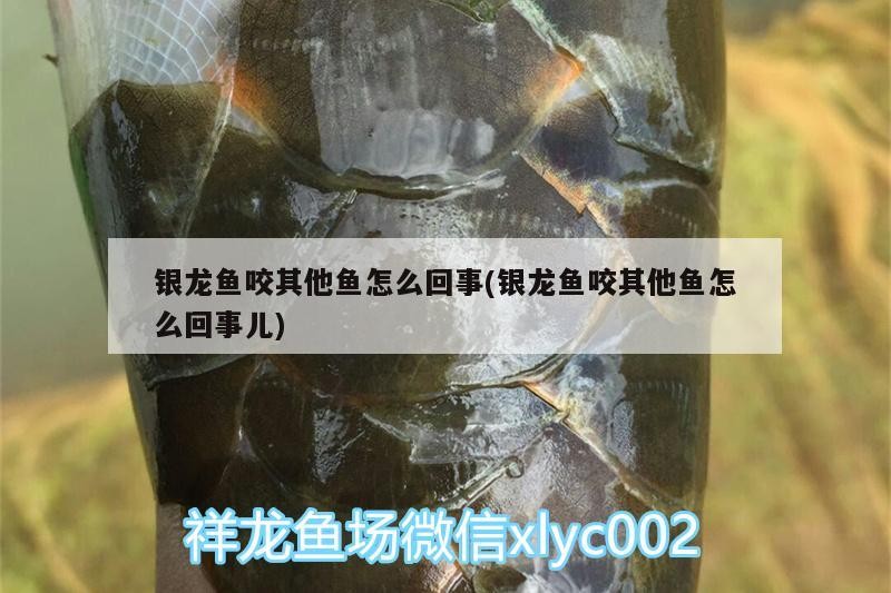 銀龍魚咬其他魚怎么回事(銀龍魚咬其他魚怎么回事兒)