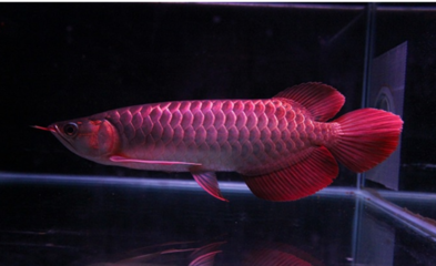 紅龍魚趴缸亂竄