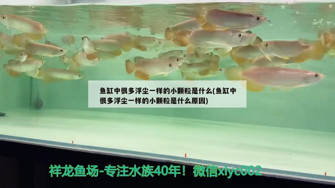 魚缸中很多浮塵一樣的小顆粒是什么(魚缸中很多浮塵一樣的小顆粒是什么原因)