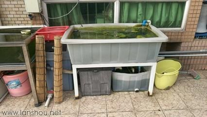 大大的魚缸里有幾條金魚：如何為金魚選擇合適的魚缸