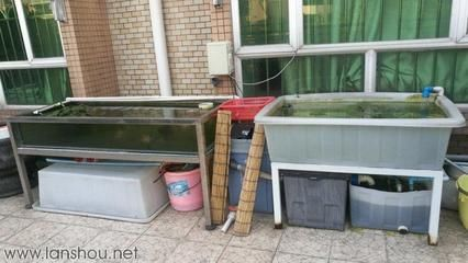 大大的魚缸里有幾條金魚：如何為金魚選擇合適的魚缸