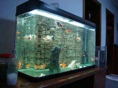 大大的魚缸里有幾條金魚：如何為金魚選擇合適的魚缸