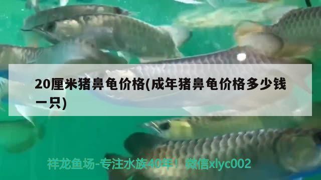 20厘米豬鼻龜價(jià)格(成年豬鼻龜價(jià)格多少錢一只)