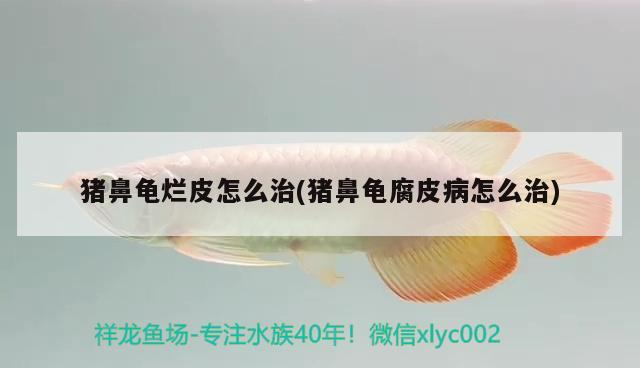 豬鼻龜爛皮怎么治(豬鼻龜腐皮病怎么治)