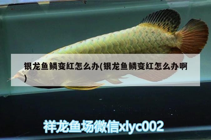 銀龍魚鱗變紅怎么辦(銀龍魚鱗變紅怎么辦啊)