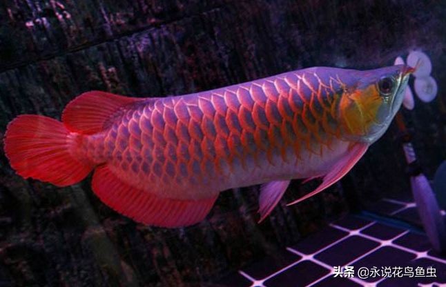 紅龍魚品牌排行第幾位：十大紅龍魚品牌排行榜，京東自營紅龍魚飼料品牌排行榜