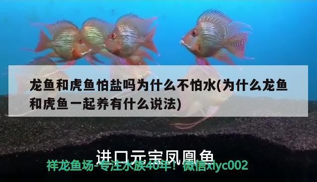 龍魚和虎魚怕鹽嗎為什么不怕水(為什么龍魚和虎魚一起養(yǎng)有什么說(shuō)法)