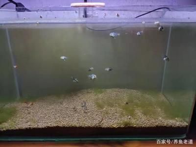 多長時間給魚缸換水好：給魚缸換水的最佳時間取決于多個因素 多長時間給魚缸換水好：給魚缸換水的最佳時間取決于多個因素 魚缸百科 第4張