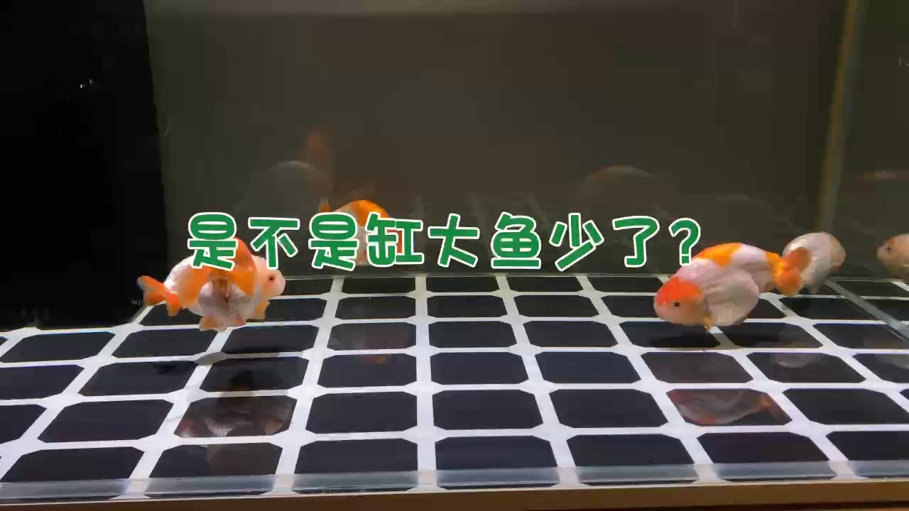 是不是魚少了