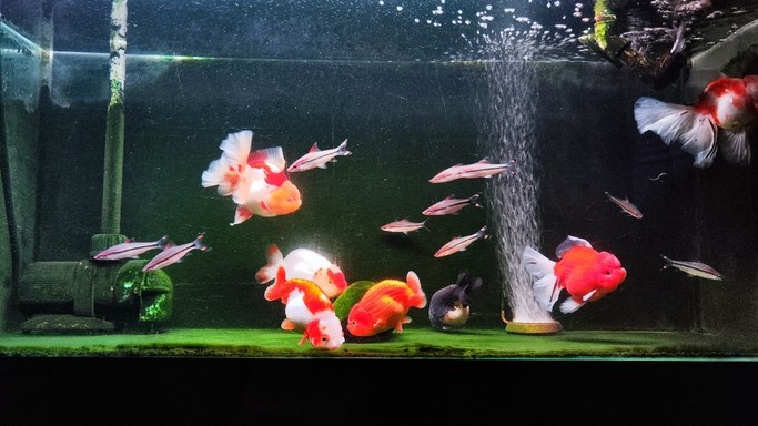 金魚混養