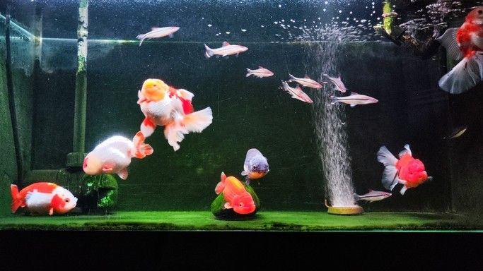 金魚混養
