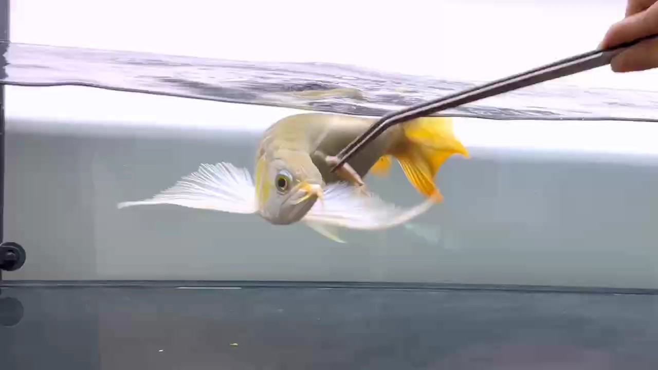 千尋龍魚真好