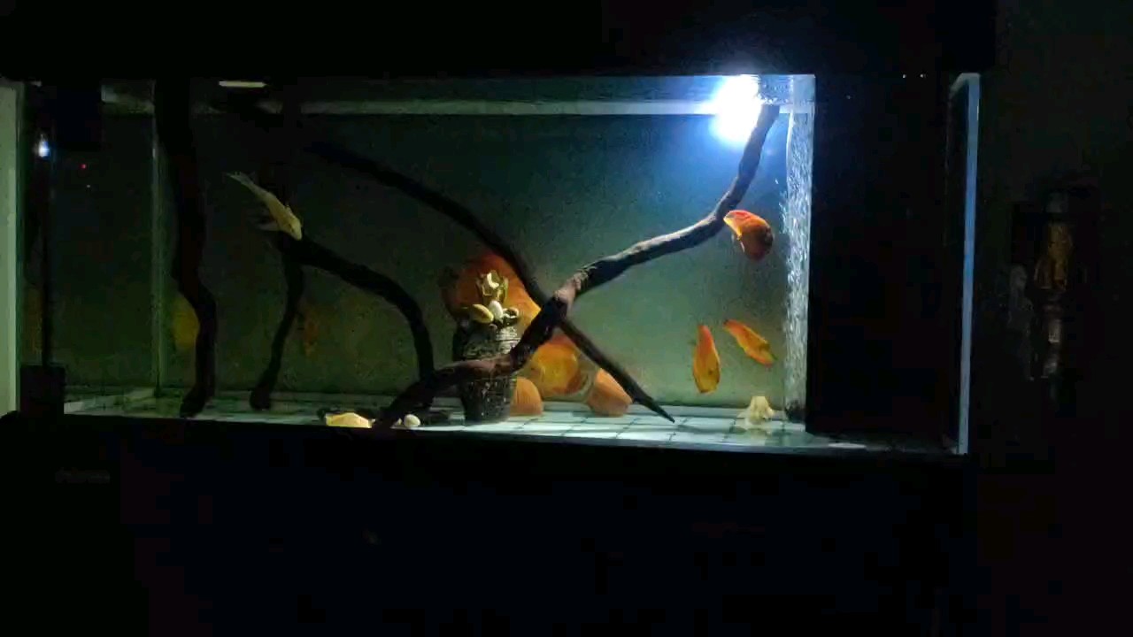 魚缸過濾器選購指南:自制魚缸過濾器魚缸上置過濾器對于養魚愛好者的必備知識 七彩對水質要求真的很高,有點蒙眼,一天一換水1/4,明顯見好。小魚已經快適應新環境了,喂食的時候已經追手的狀態了。紅蓮根明顯能看見變化。期待后期的大變樣吧。@ 龍魚論壇 七彩對水質要求真的很高,有點蒙眼,一天一換水1/4,明顯見好。小魚已經快適應新環境了,喂食的時候已經追手的狀態了。紅蓮根明顯能看見變化。期待后期的大變樣吧。@ 七彩對水質要求真的很高,有點蒙眼,一天一換水1/4,明顯見好。小魚已經快適應新環境了,喂食的時候已經追手的狀態了。紅蓮根明顯能看見變化。期待后期的大變樣吧。@ 龍魚論壇