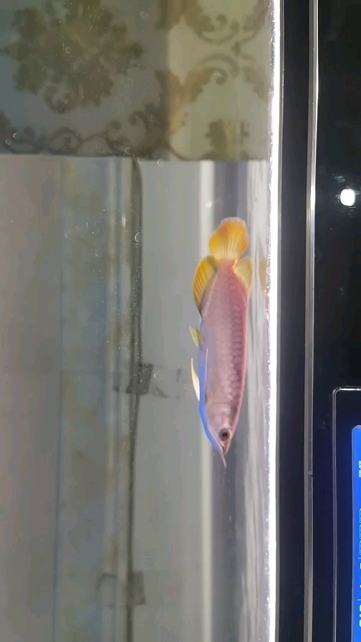 這條魚會不會紅 求大神指教