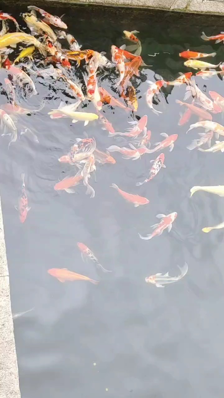 靈山錦鯉