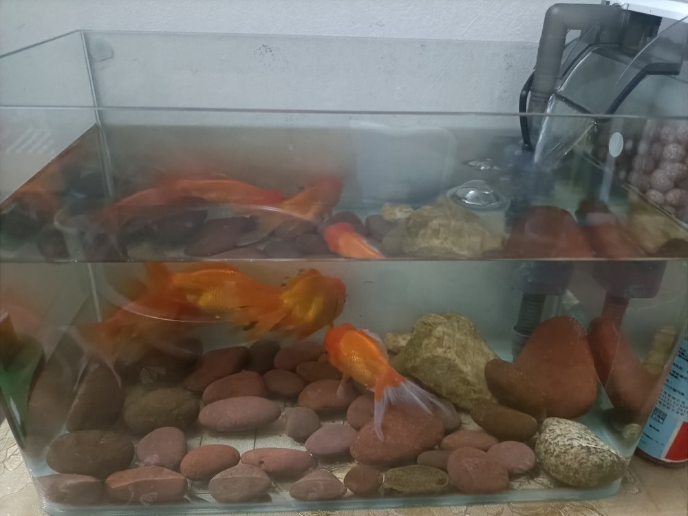 養(yǎng)魚的第二天