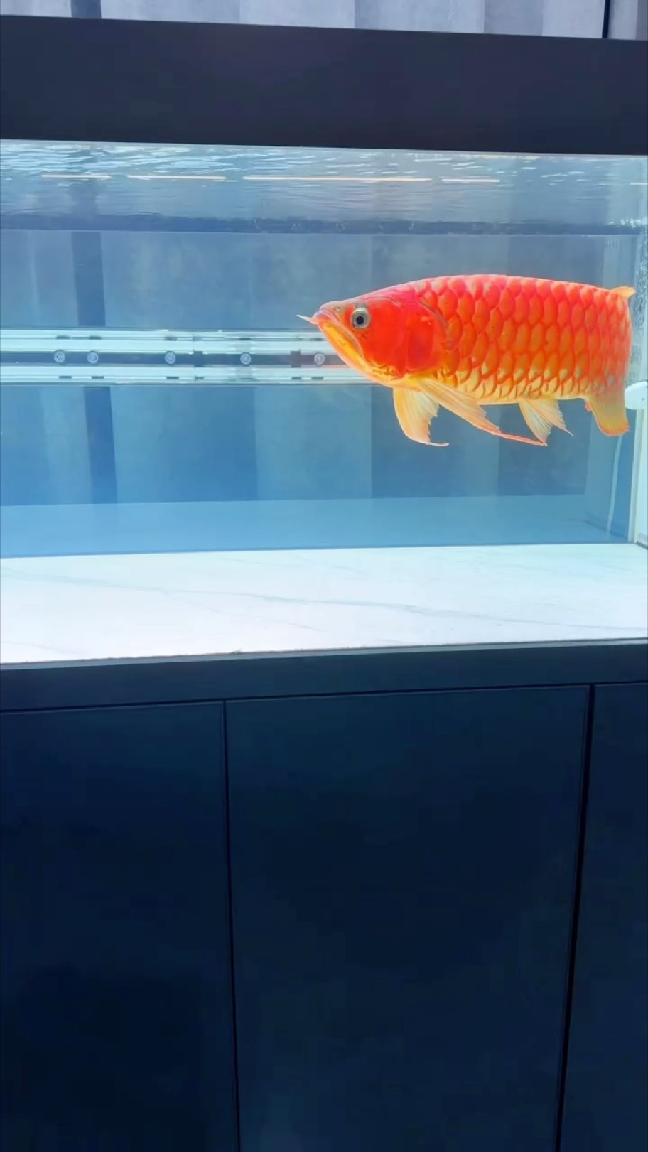 最近有點(diǎn)胖了