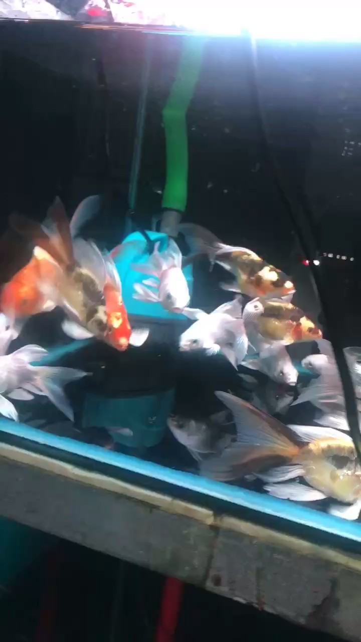 蝴蝶鯉，橘色瑪雅，白蝴蝶