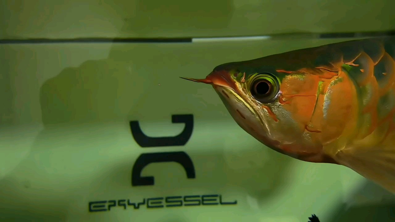 這算鯊魚嘴吧？將近50厘米，3k入手