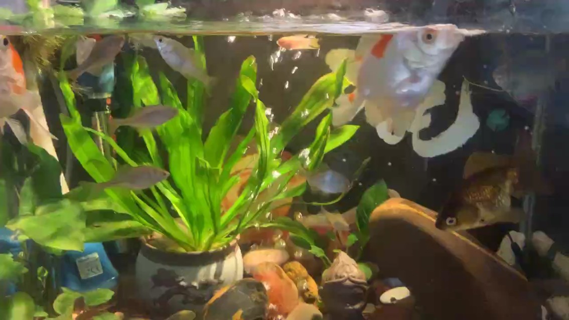 養(yǎng)魚佬日常