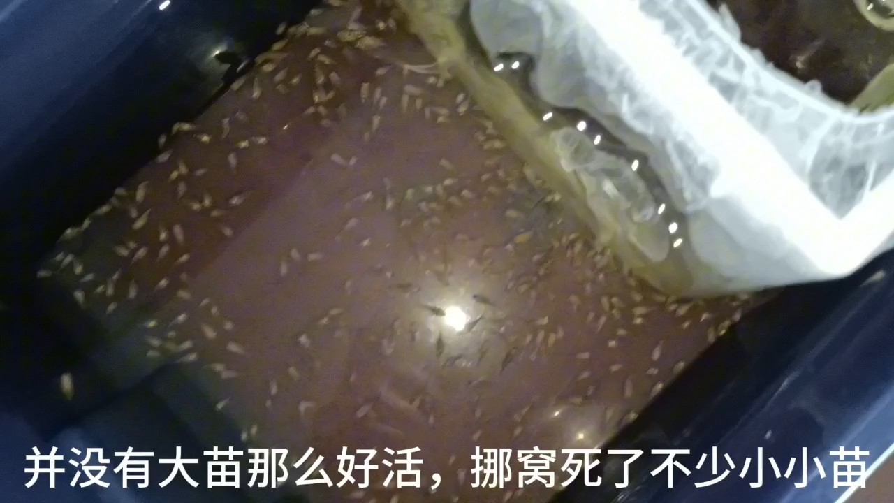 鸚鵡魚又產(chǎn)卵了，蝶翼斑馬苗換大盆開口